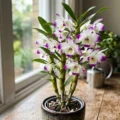 Dendrobium nobile – jak uprawiać i doprowadzić do ponownego kwitnienia szlachetnego storczyka