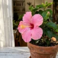 Hibiskus doniczkowy w domu – jak pielęgnować i uprawiać różę chińską na parapecie