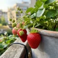 Najlepsze odmiany truskawek do uprawy w ogrodzie i w donicach na balkonie