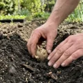 Uprawa ziemniaków w przydomowym ogrodzie – praktyczne porady, terminy i pielęgnacja