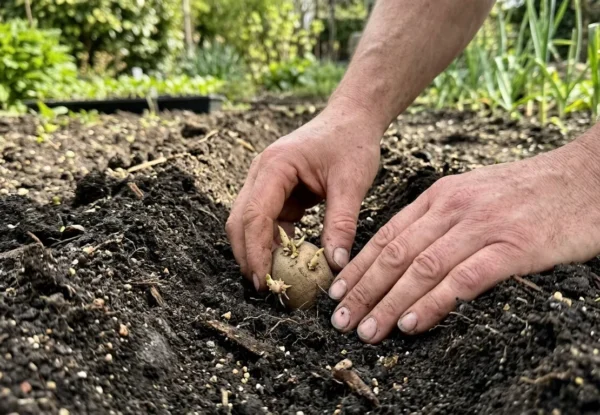 Uprawa ziemniaków w przydomowym ogrodzie – praktyczne porady, terminy i pielęgnacja